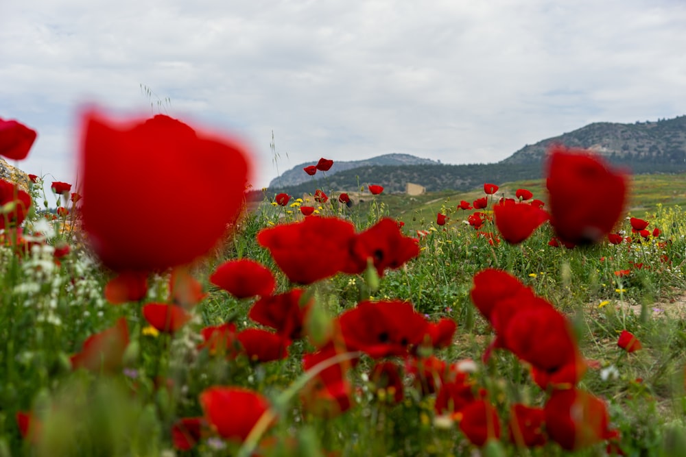 red petaled flower lot