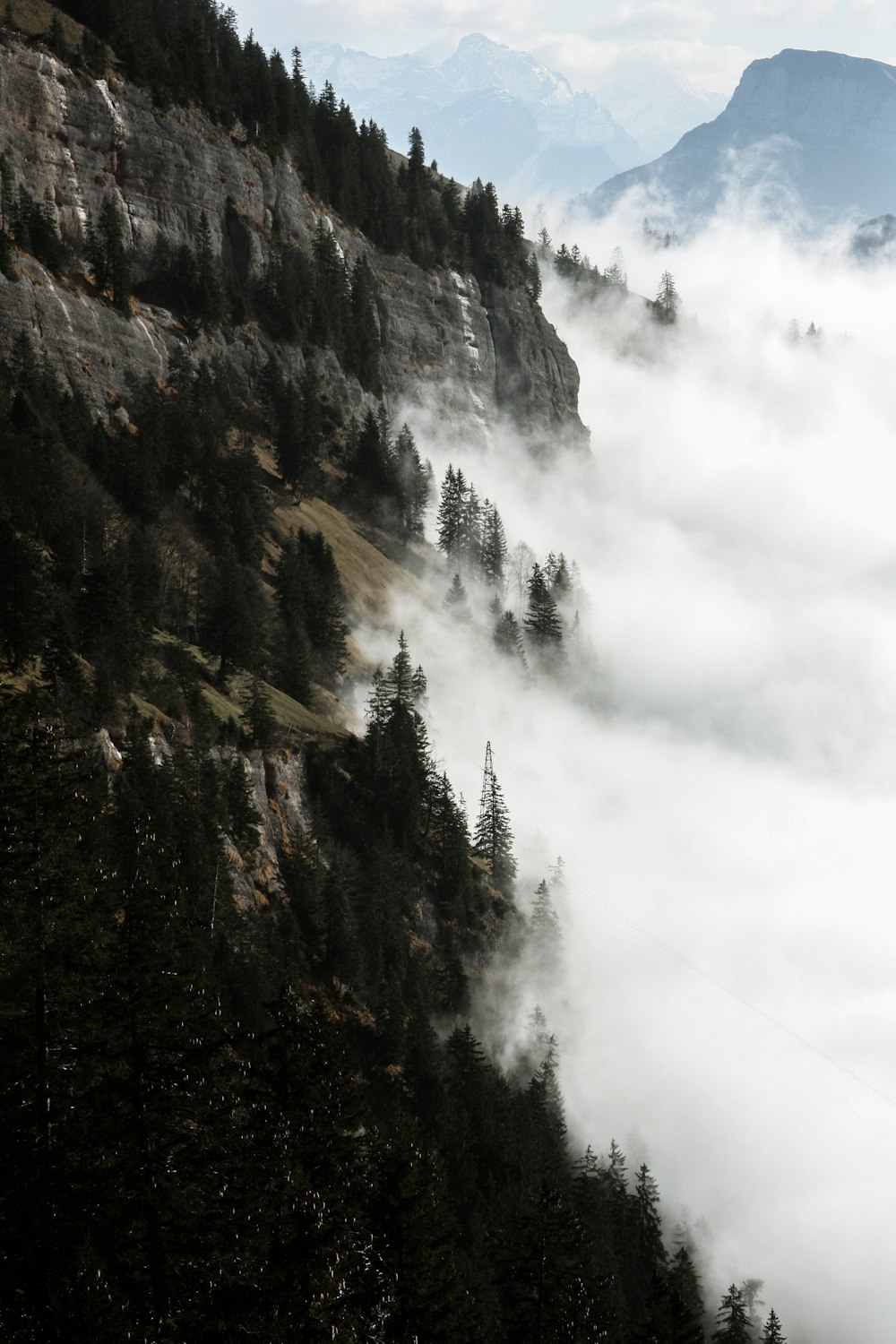 green forest covered with fogs