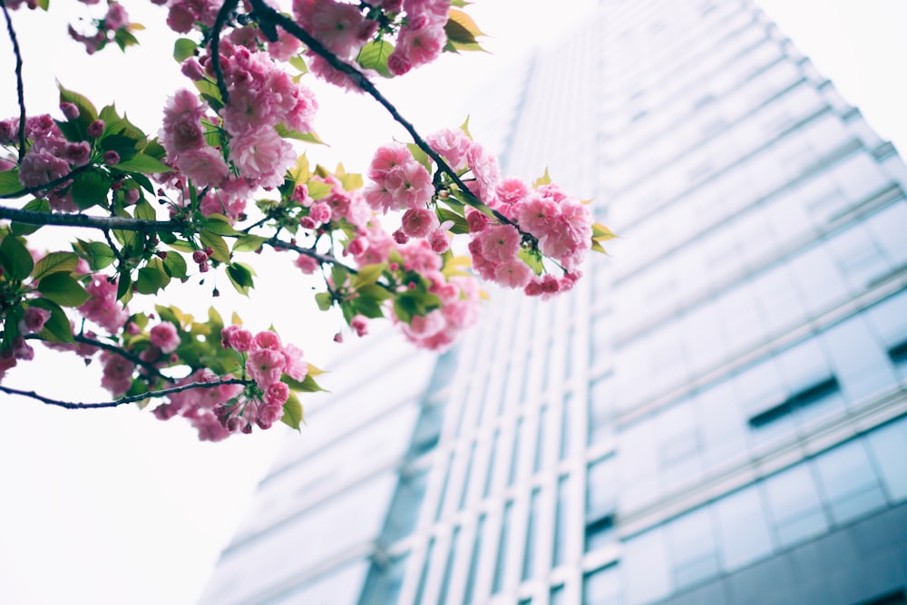 fotografia de baixo ângulo da flor cor-de-rosa