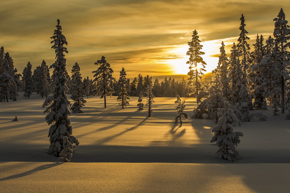 trees during winter season