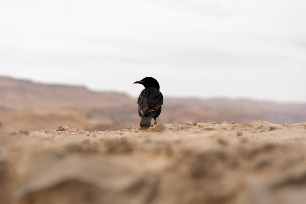 crow on brown rock during daytime