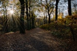 Sunlight filtering through leaves onto a quiet path in the woods, inviting reflection.
