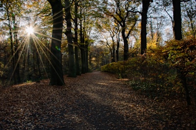 Sunlight filtering through leaves onto a quiet path in the woods, inviting reflection.