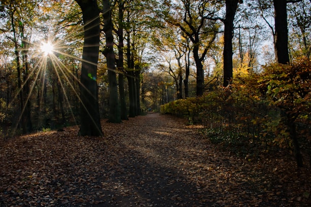 A peaceful nature scene with gentle sunlight filtering through trees, evoking self-discovery.