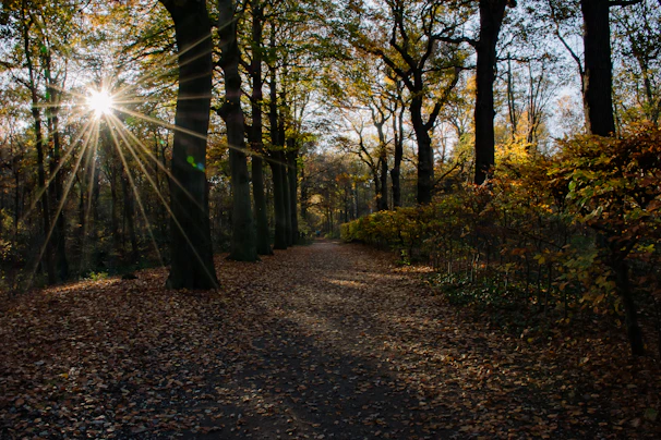 Sunlight streaming through trees at a serene outdoor leadership retreat, with attendees in quiet reflection.