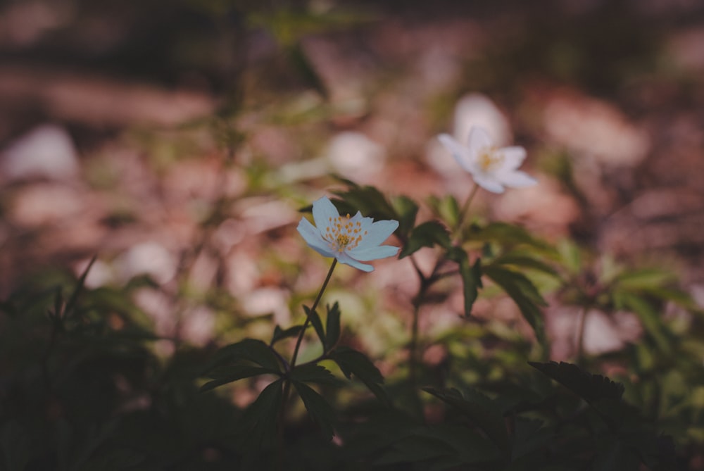 close-up photo of blue petaled flowers