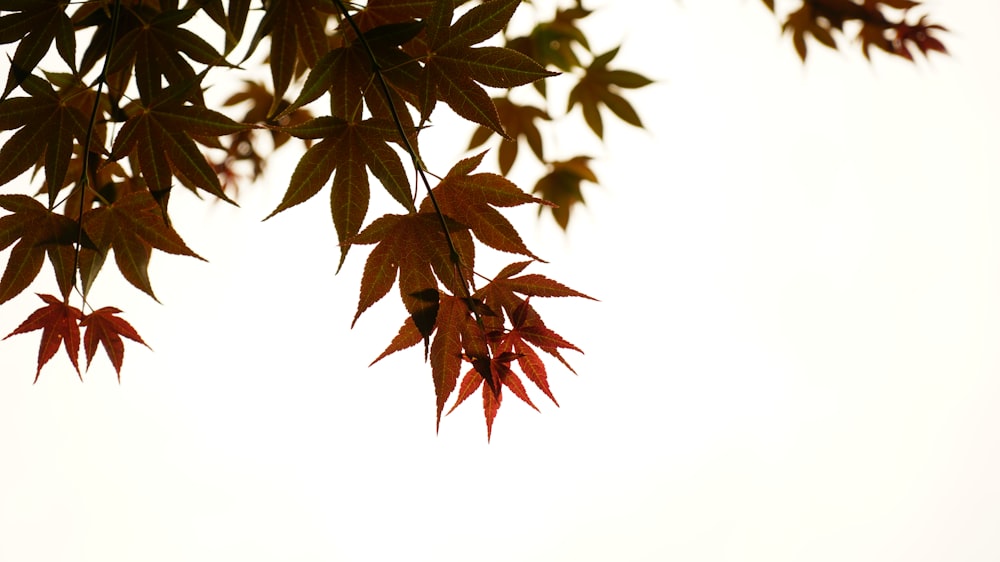 brown leaves