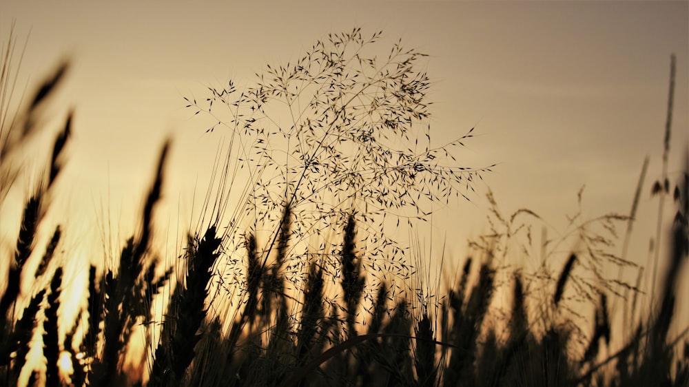 selective photography of plants