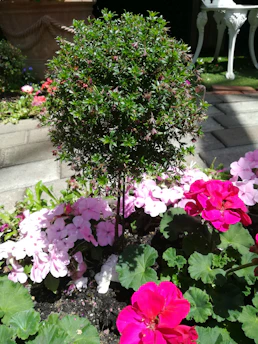 Close-up of freshly pruned shrubs with blooming flowers, showcasing attention to detail.
