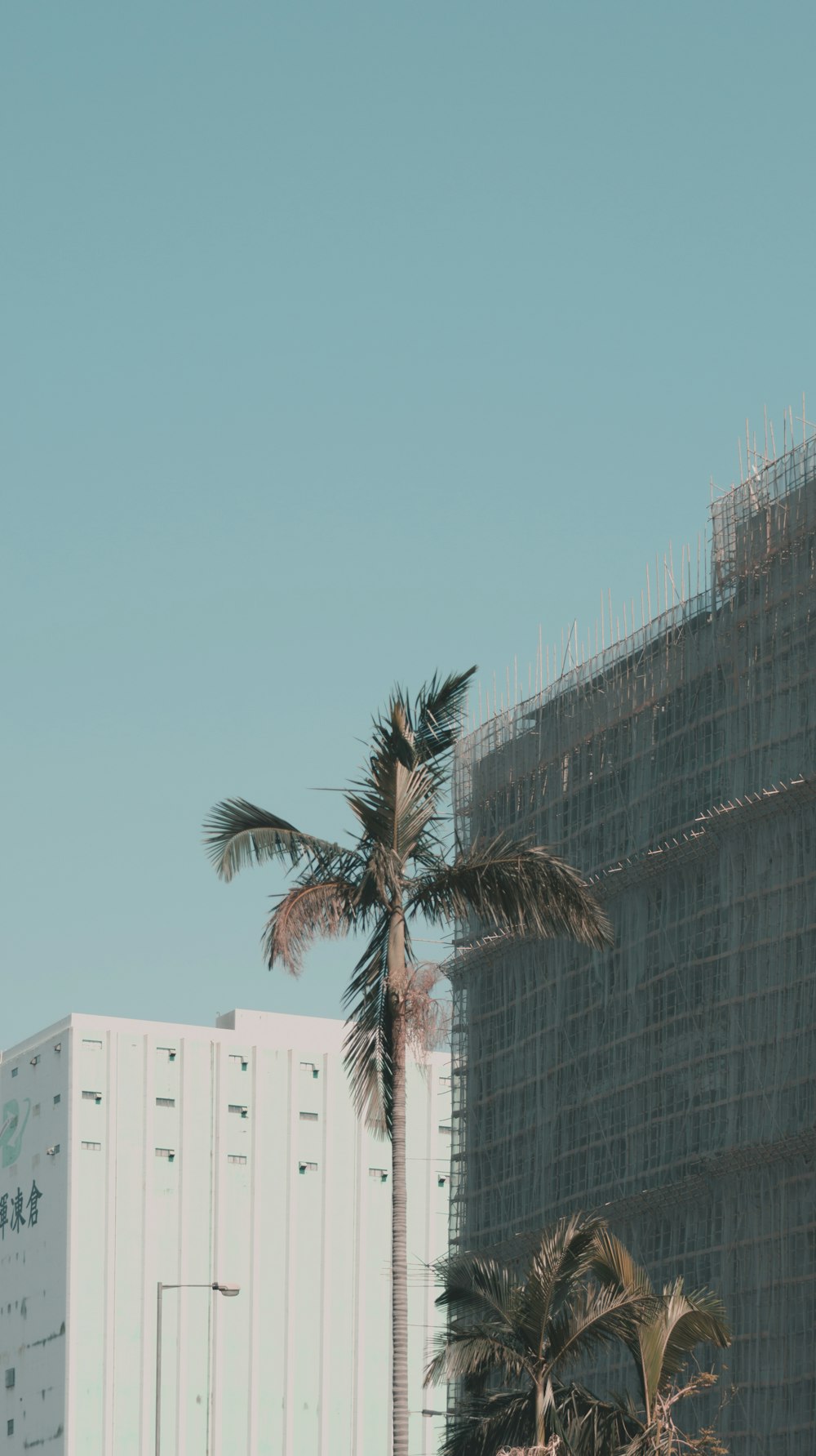 coconut tree near building