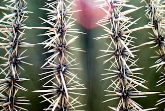 The image features a close-up view of a cactus, focusing on two vertical rows of long, sharp spines. The spines are light-colored, contrasting with the dark green background of the cactus skin. There is a bright area towards the top, possibly from sunlight or artificial light.