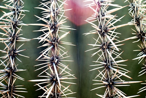 The image features a close-up view of a cactus, focusing on two vertical rows of long, sharp spines. The spines are light-colored, contrasting with the dark green background of the cactus skin. There is a bright area towards the top, possibly from sunlight or artificial light.