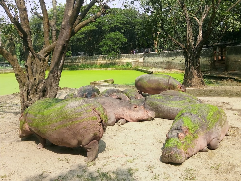Hipopótamo gris en el suelo cerca de un cuerpo de agua verde durante el día
