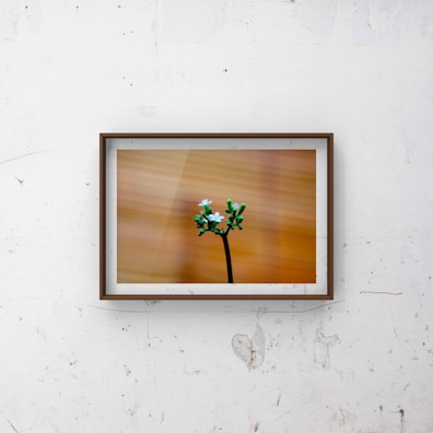 A minimalist white frame featuring a close-up nature photo of blooming flowers.