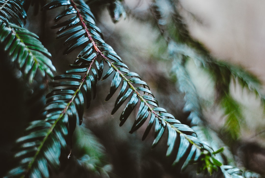 selective focus photography of green fern plant