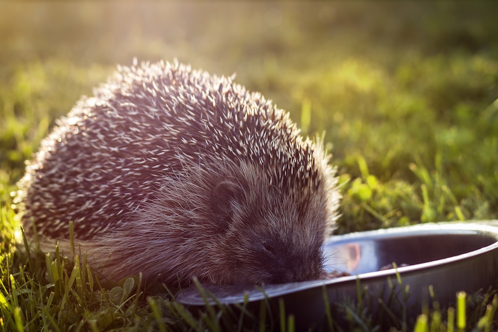 selective focus photography of hedgehog eating on green grass field
