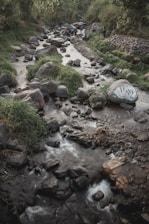 A small, rocky stream flows through a lush, green area with scattered boulders and patches of grass. A group of people is visible in the distance, gathered near the water. The stream meanders through a natural landscape surrounded by dense vegetation. One of the rocks has graffiti on it with the letters 'WCSD'.