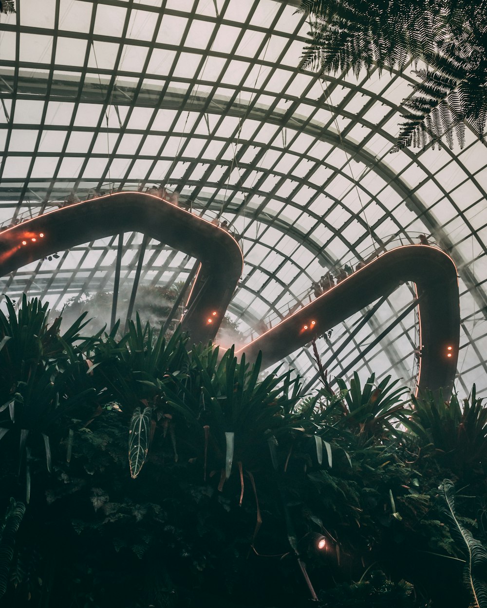 green-leafed plants in greenhouse