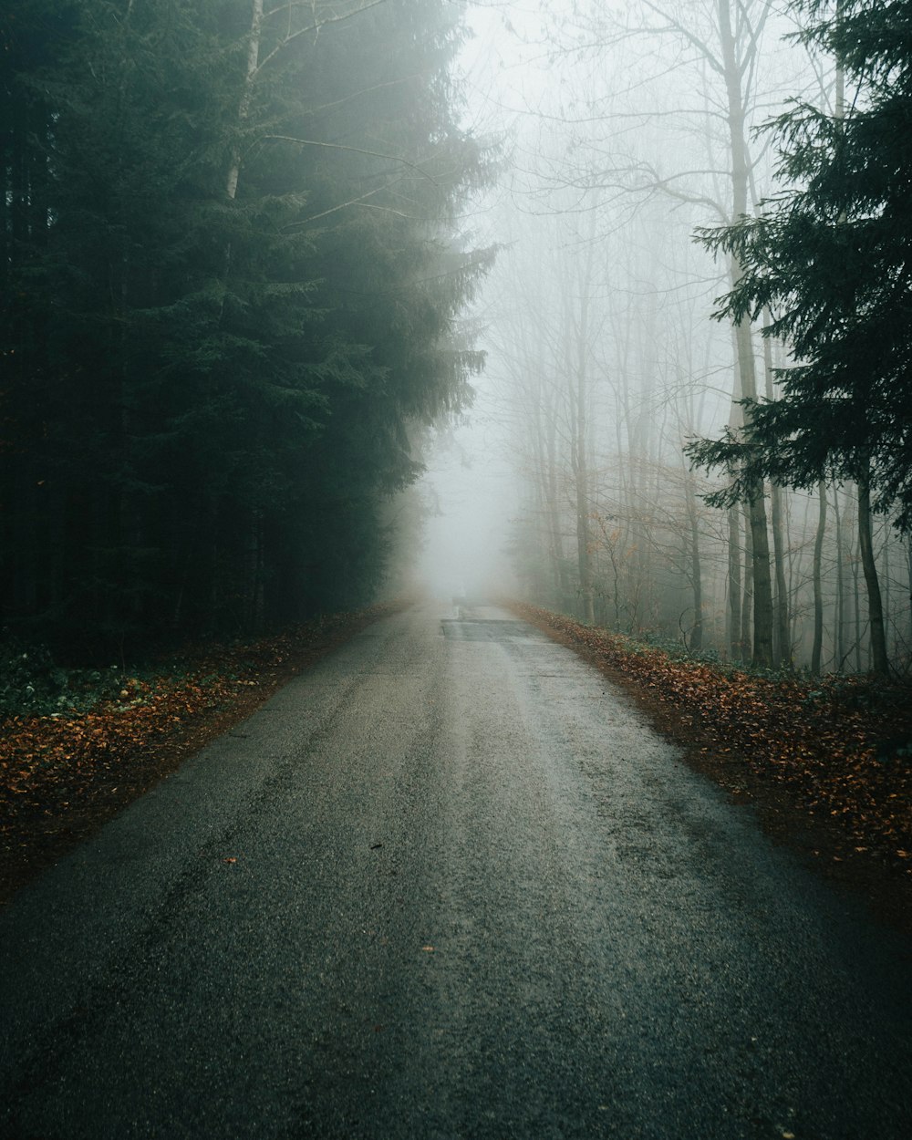 road between trees