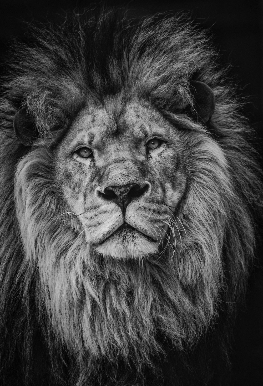Fotografía en escala de grises de león