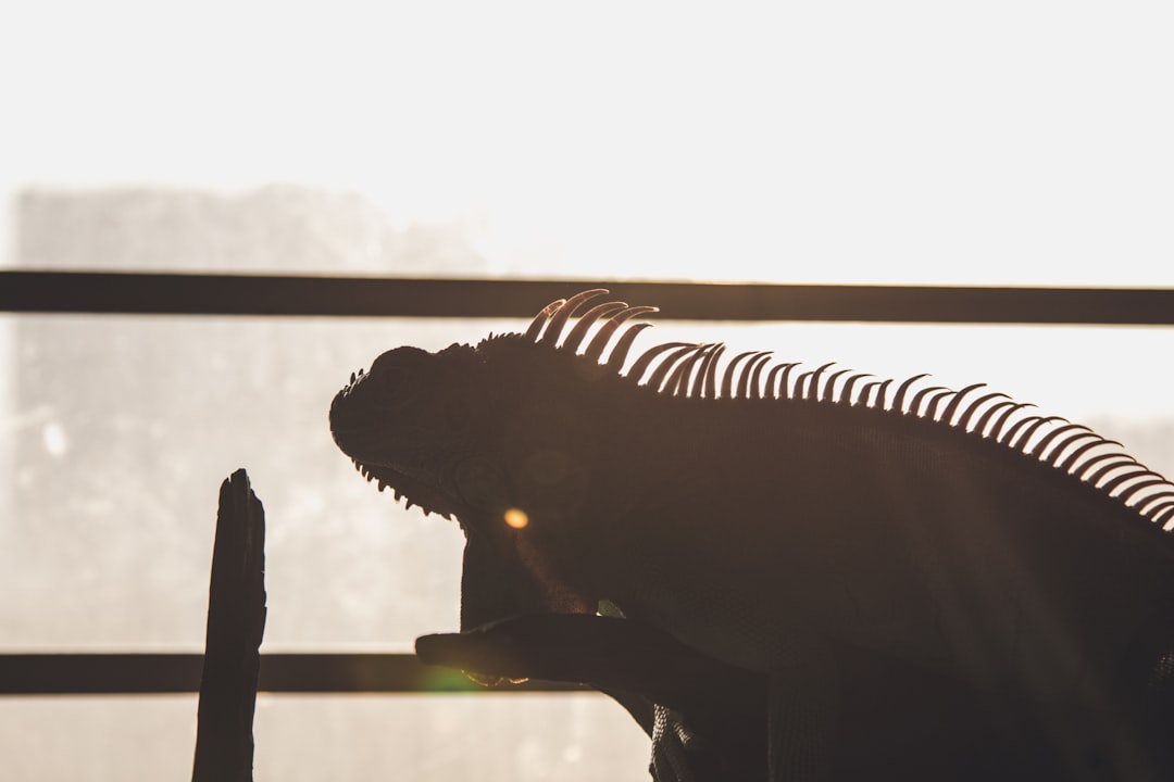 silhouette of iguana