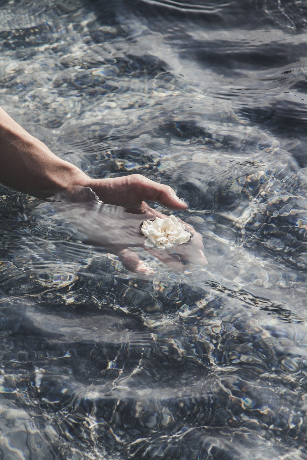 person touching white flower on water