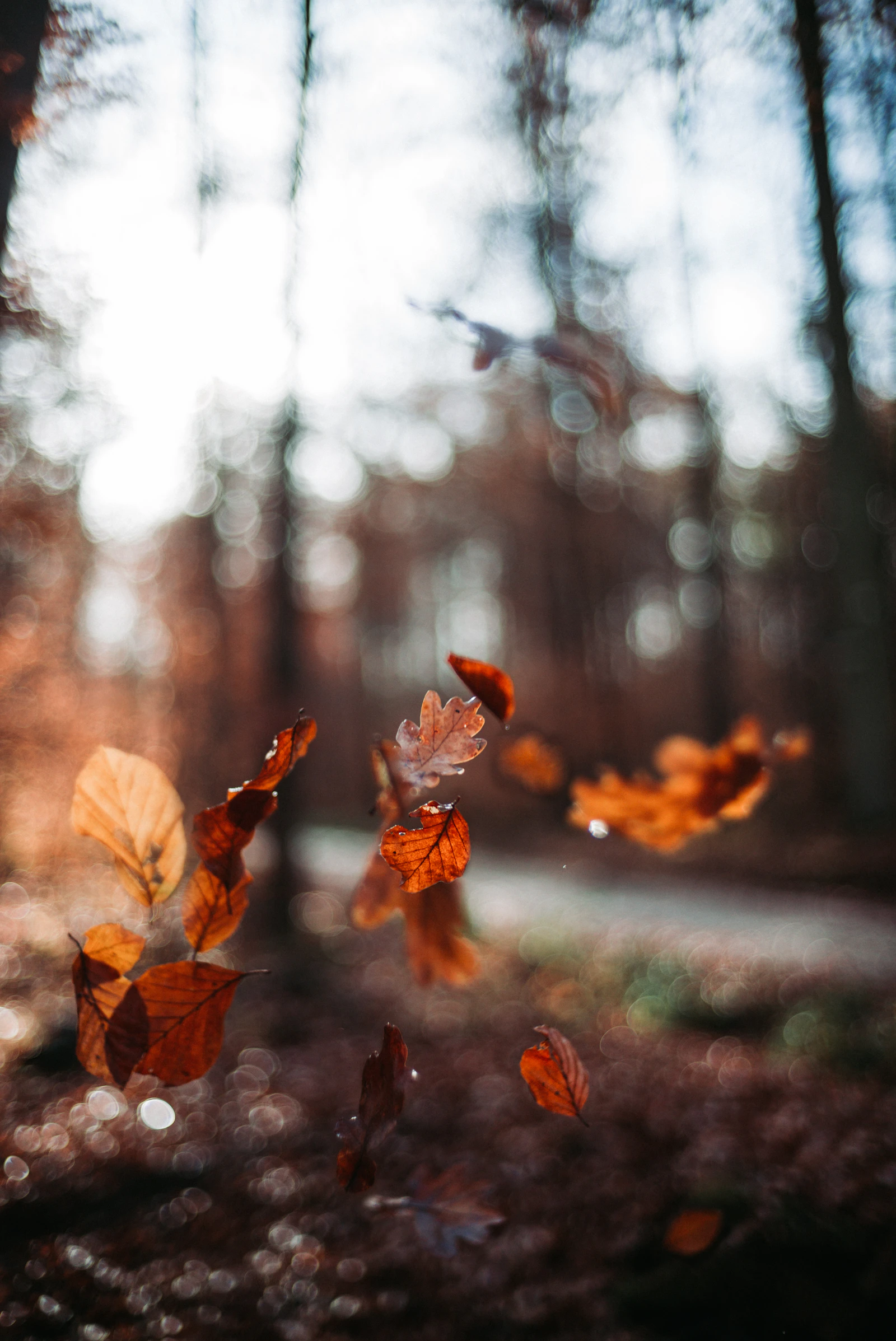 Feuilles d’automne qui tombent dans une lumière douce, image apaisante