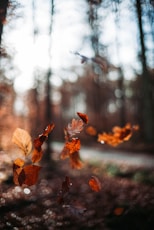 micro photography of leaves