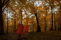 A serene landscape print featuring a grayscale forest with a single crimson leaf in sharp focus.