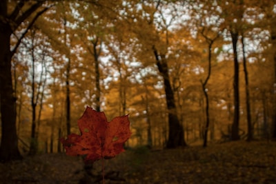 A serene landscape print featuring a grayscale forest with a single crimson leaf in sharp focus.