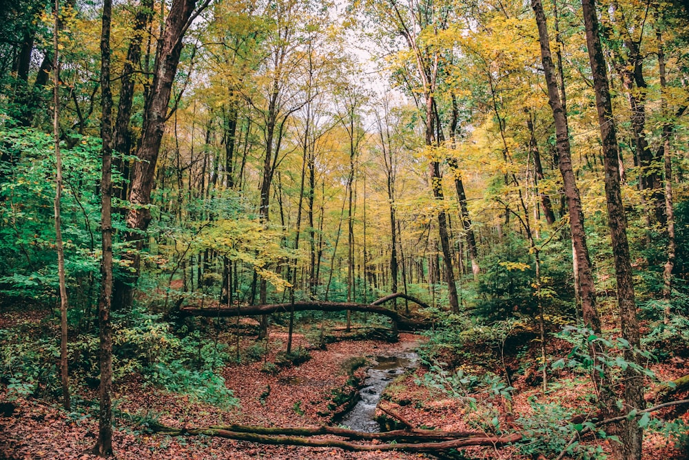 view of forest during daytime