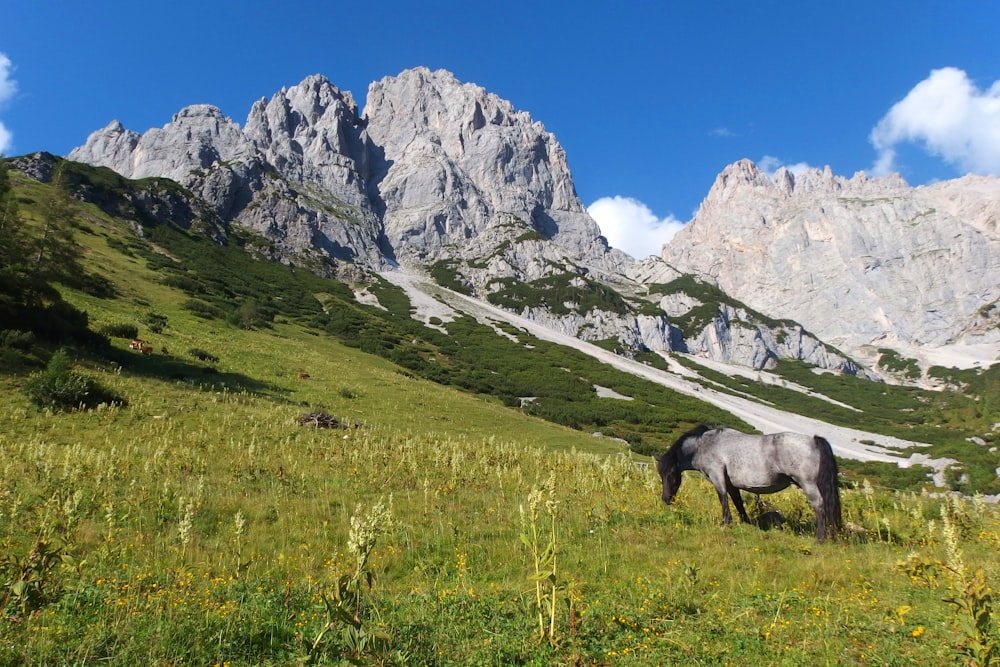 horse eating on field