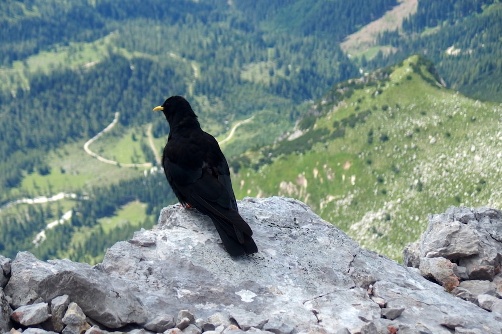 Corbeau noir au sommet de la montagne pendant la journée
