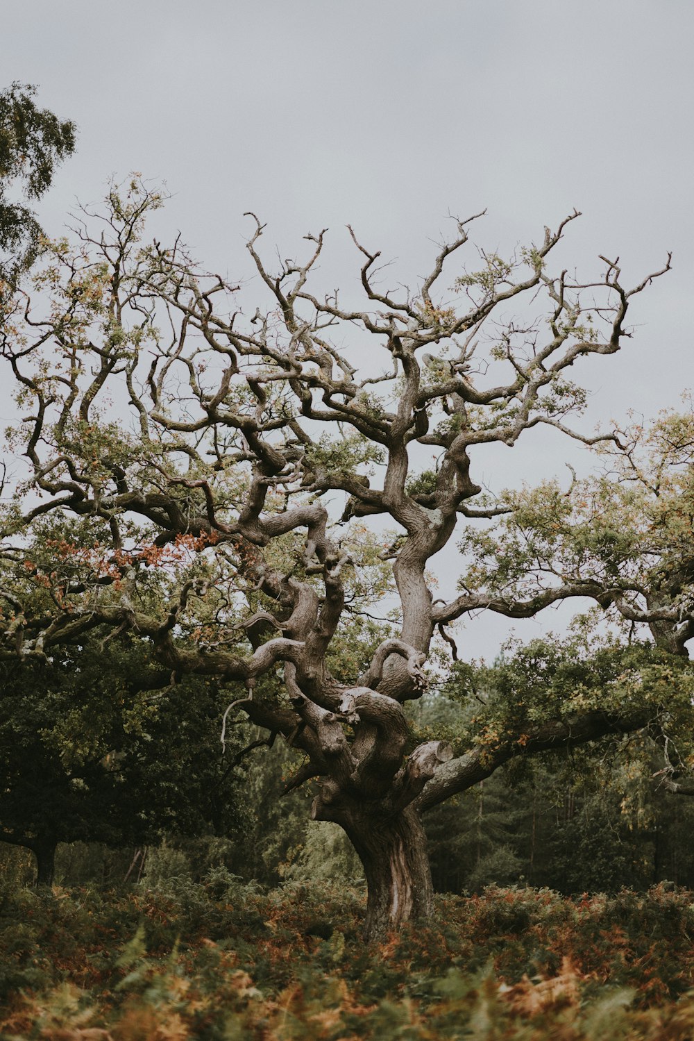 leafless tree under white sky