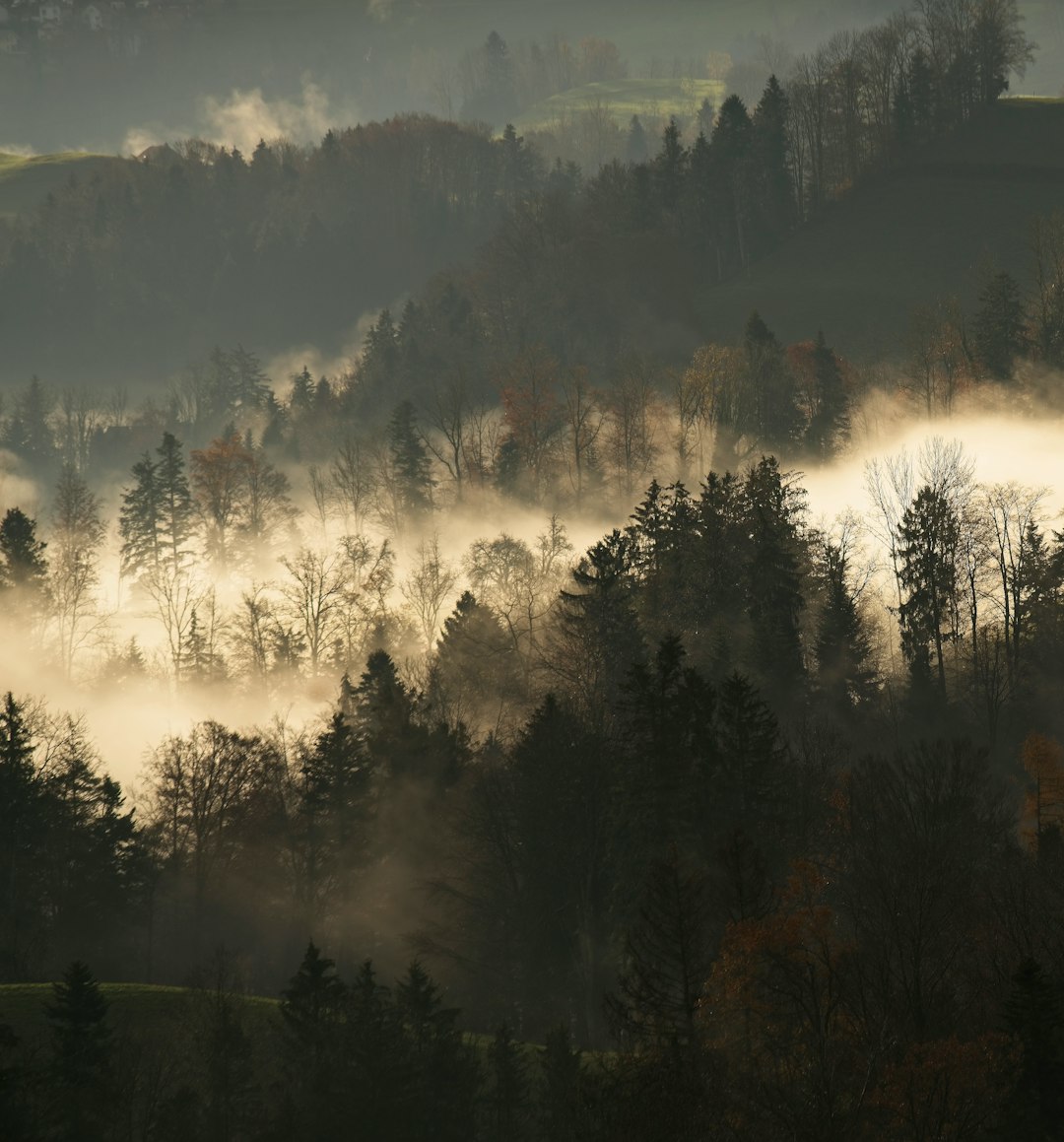 green leafed tree lot