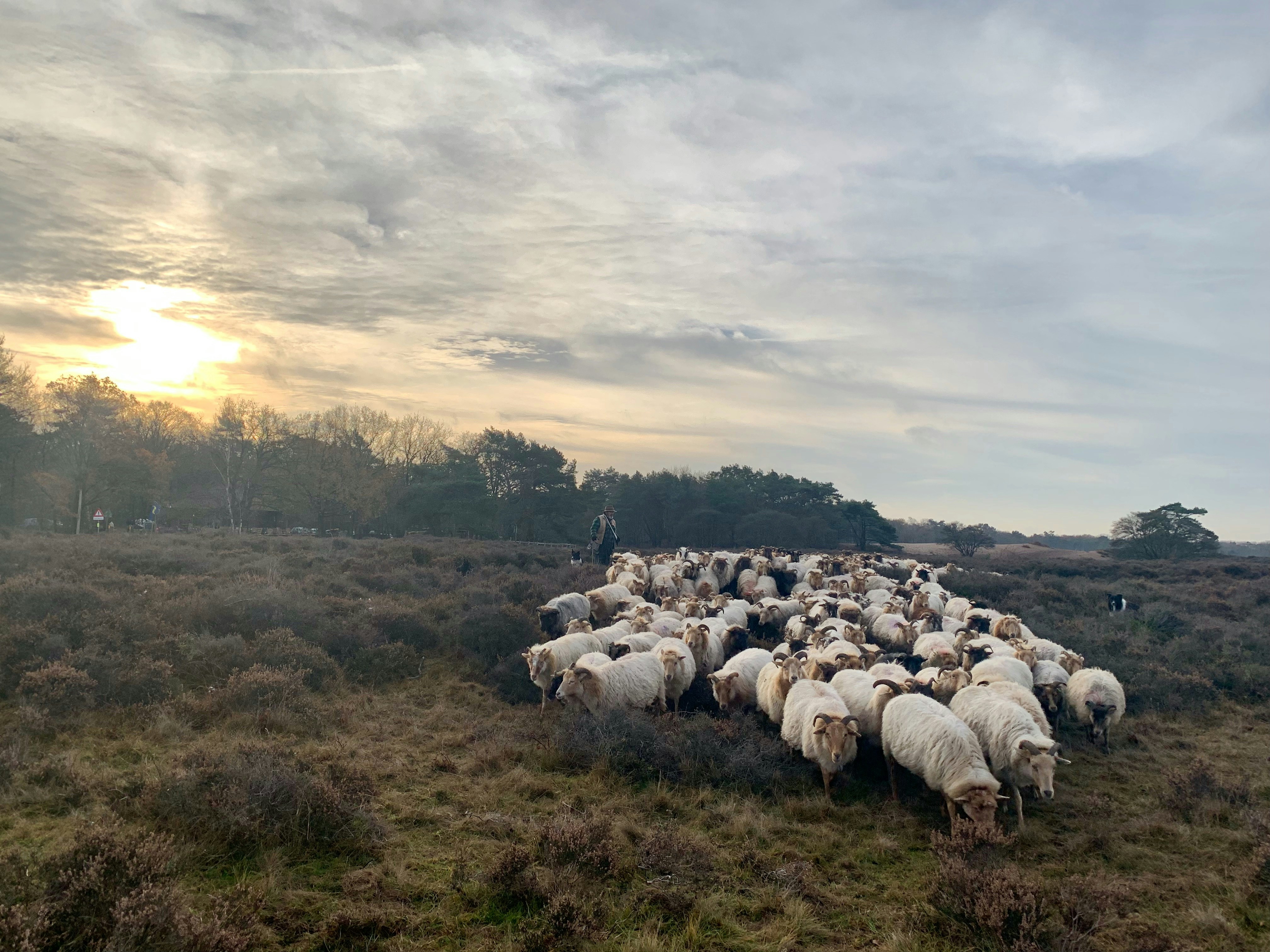 Thinking of the painter Anton Mauve, this sheep flock on the same moor where Mauve painted, only 140 years later.