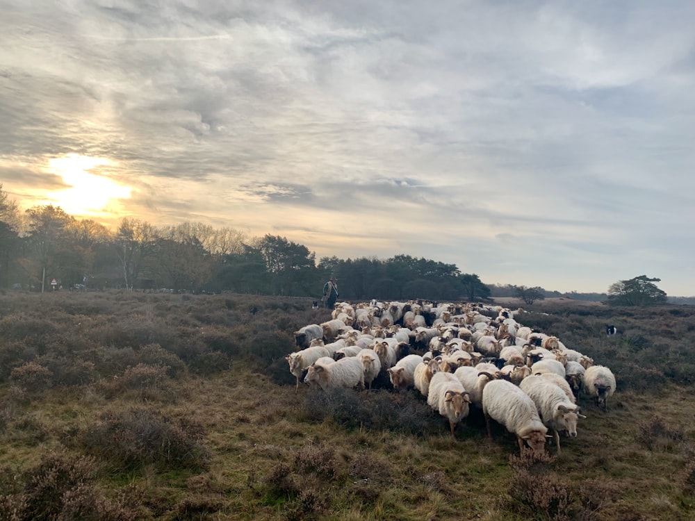 herd of white sheep on green field during sunset