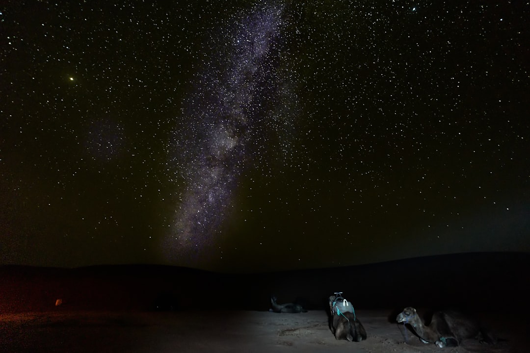 three camels under starry skies