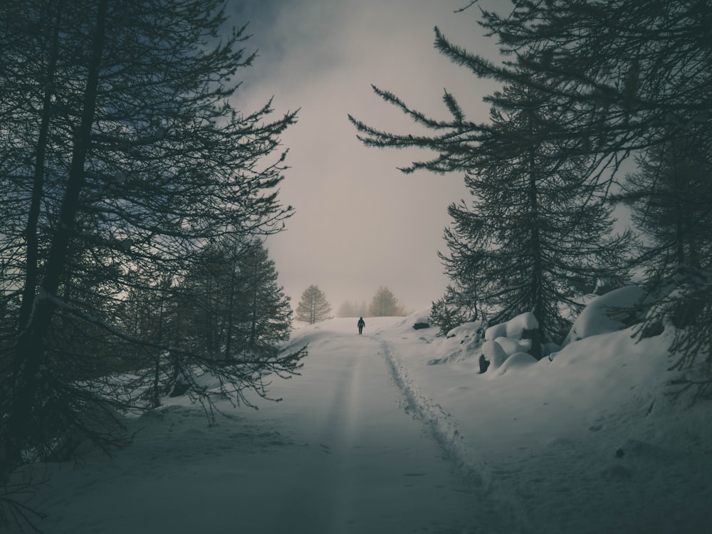 man walking on walkway between trees