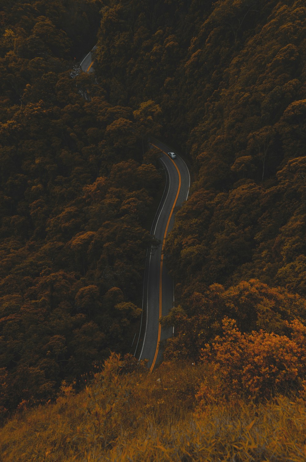 Fotografía de ángulo alto de la carretera entre los árboles