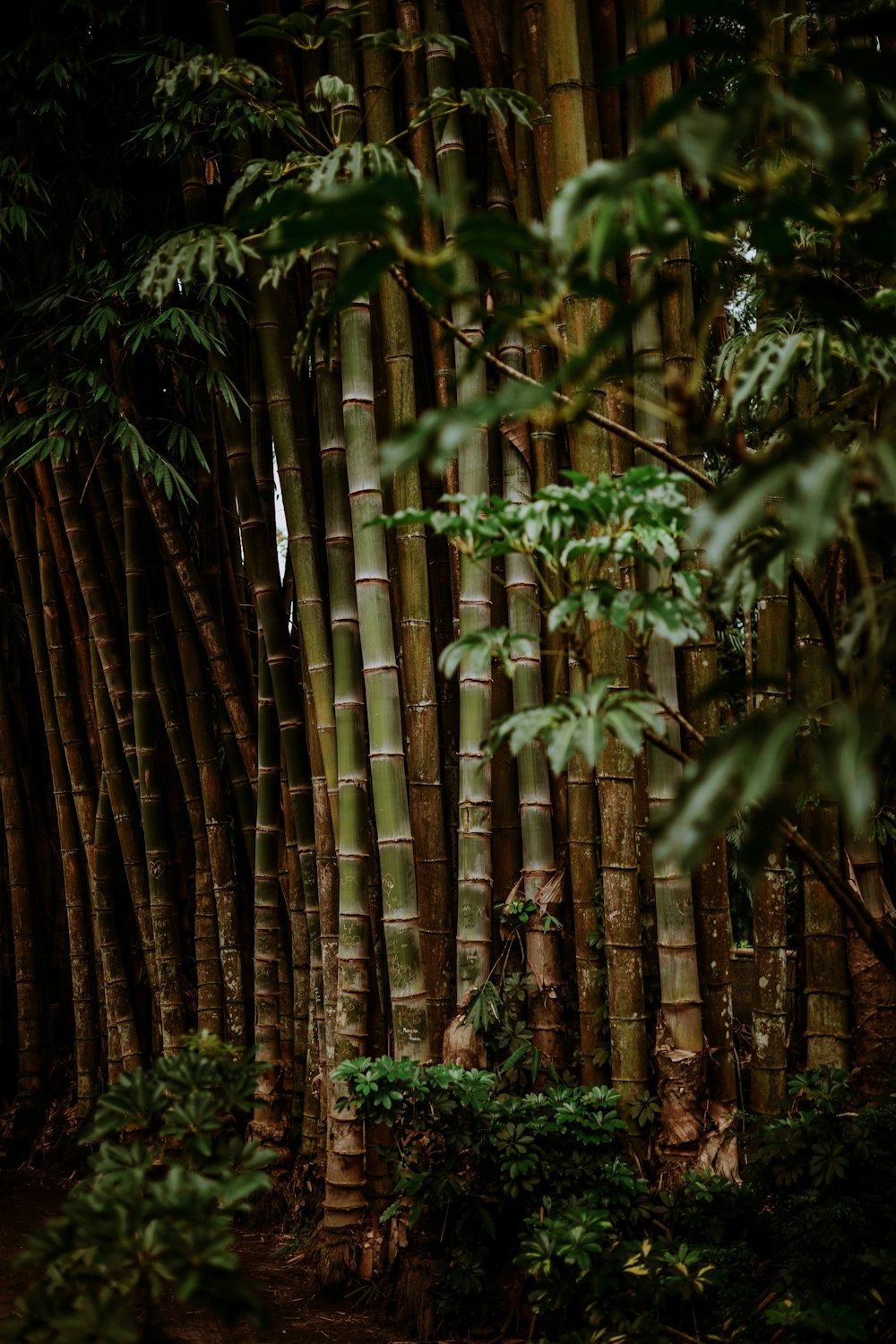 herbe de bambou