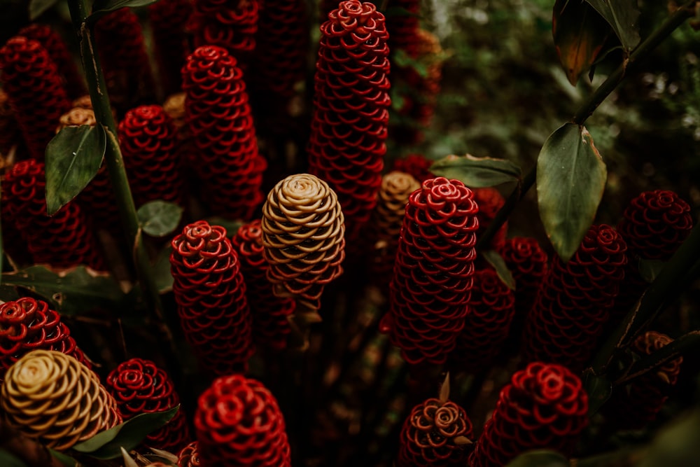 shallow focus photo of red flowers