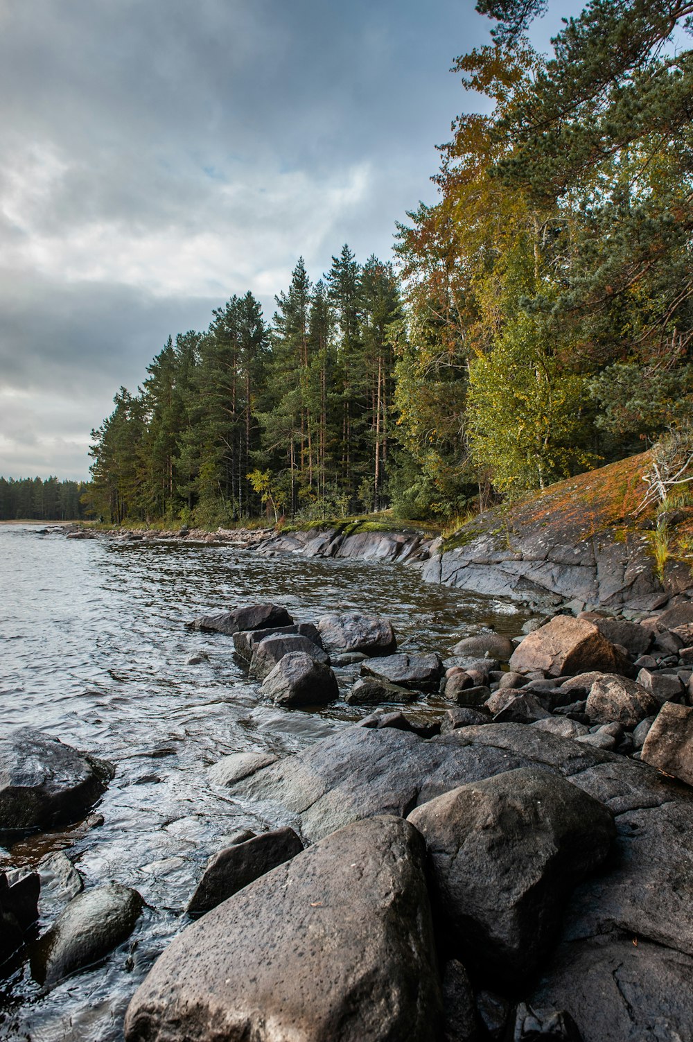 trees near river