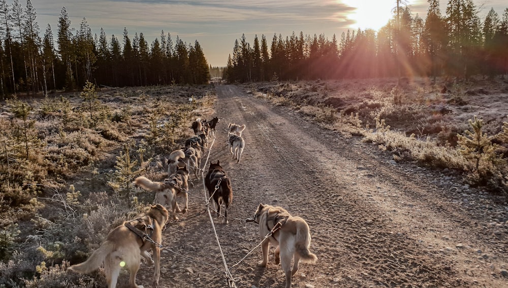 pack of dogs walking towards trees during daytime