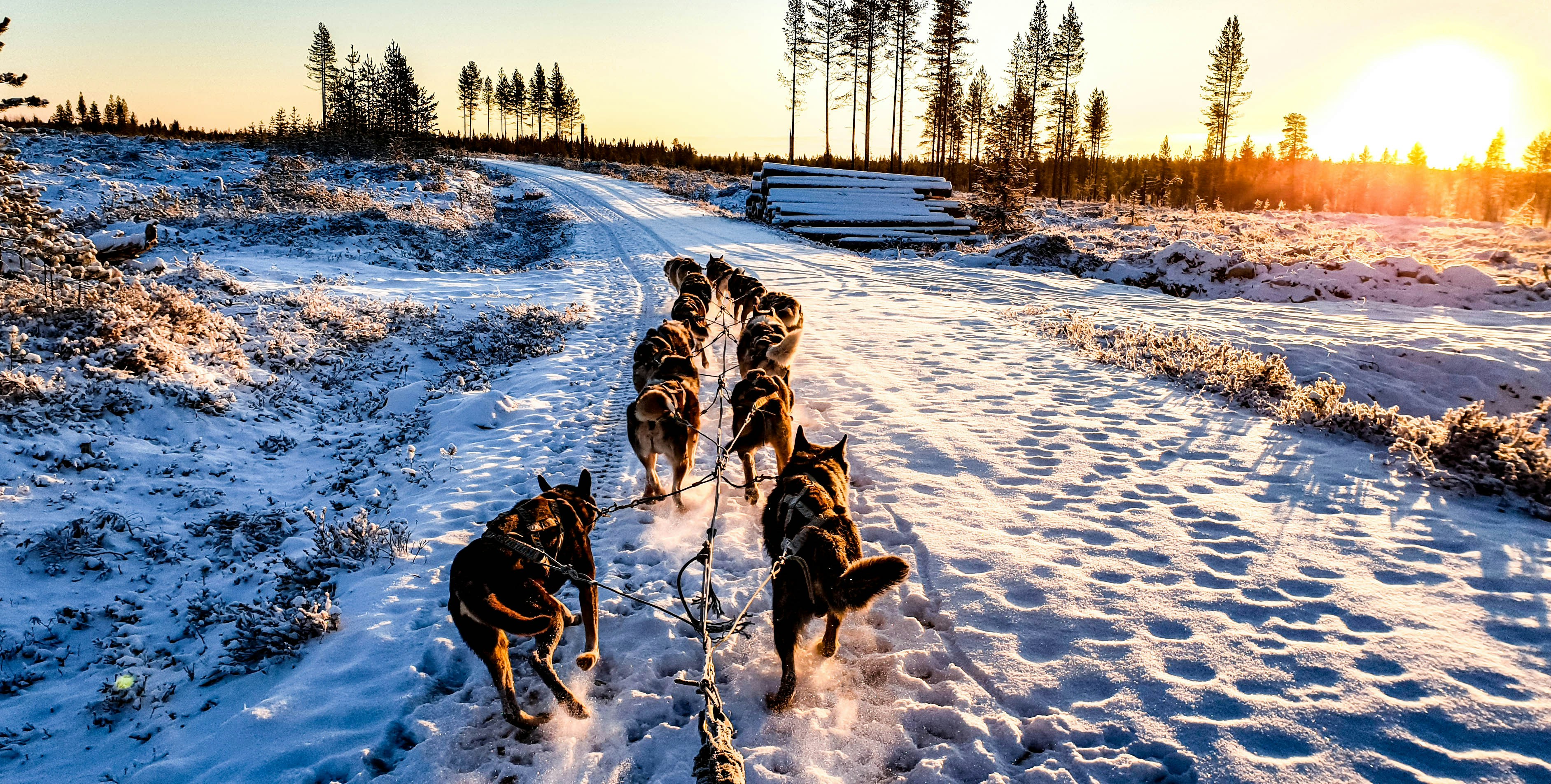 pack of dogs, Training Dogsledding