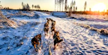 A team of eager sled dogs dashing through snowy trails at dawn.