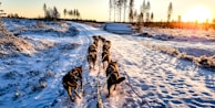 A husky sled team racing through pristine snow-covered forests at sunset.