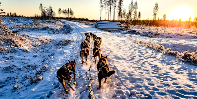 A joyful sled dog team racing through a snowy forest trail at dawn.
