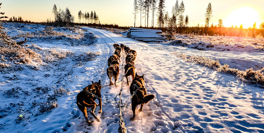 Private husky safari