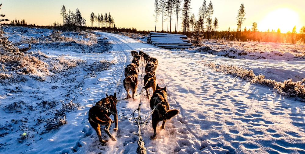 犬の群れ